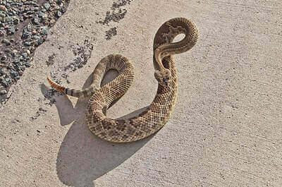 Mojave Rattlesnake