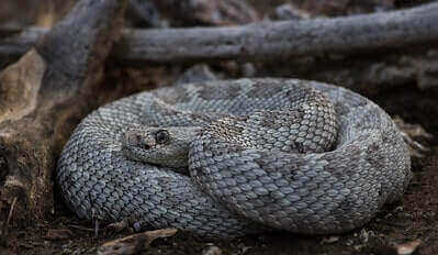 Santa Catalina Rattlesnake