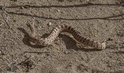 Sidewinder Rattlesnake