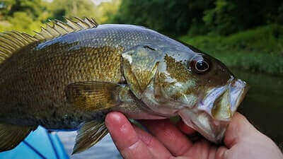 Smallmouth Bass Fishing Ideas