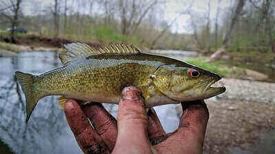 Smallmouth Bass Fishing