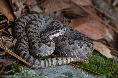 Twin-spotted Rattlesnake