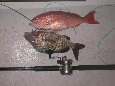 Vermillion Snapper Fishing Tips