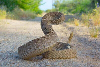 Western Diamondback Rattlesnake