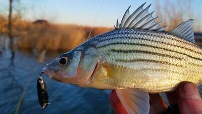 Yellow Bass Fishing Ideas