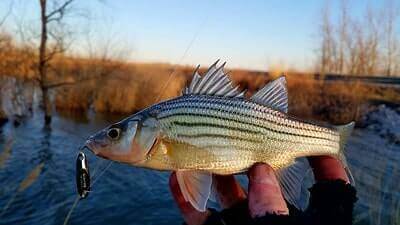 Yellow Bass Fishing