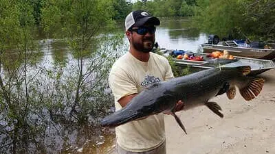 Alligator Gar Fishing