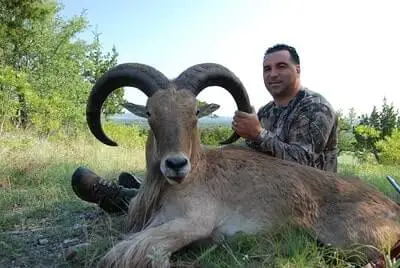 Ideas For Hunting Aoudad