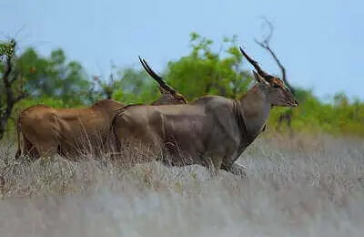 How To Hunt Oryx In New Mexico