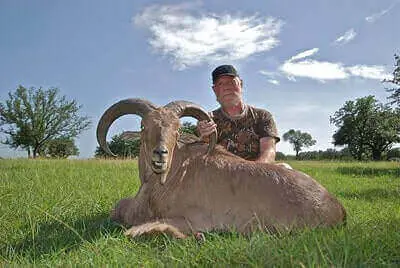 How To Hunt Barbary Sheep