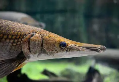 Alligator Gar Fishing Tips