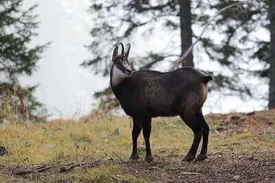 Tips For New Mexico Oryx Hunt