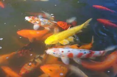 Koi Fishing Tips