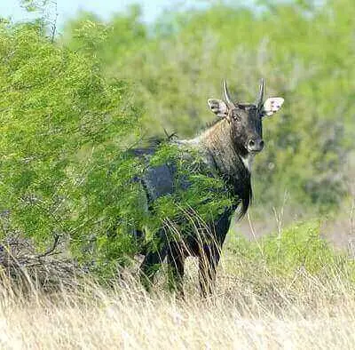 Nilgai Antelope Hunt