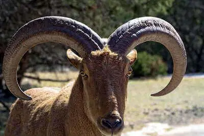 Tips To Hunt Aoudad
