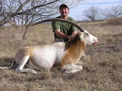 Oryx Hunting Ideas