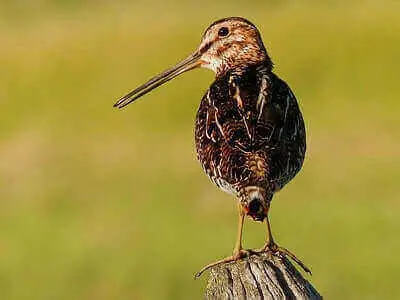 Snipe Hunting Tips