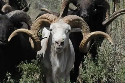 Tips For Hunting Dall Sheep