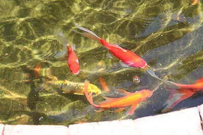 Ideas For Koi Fishing