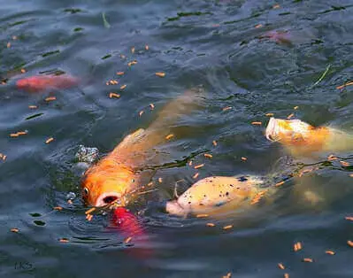 Fishing Koi Tips