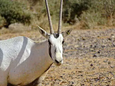 New Mexico Oryx Hunting Tips