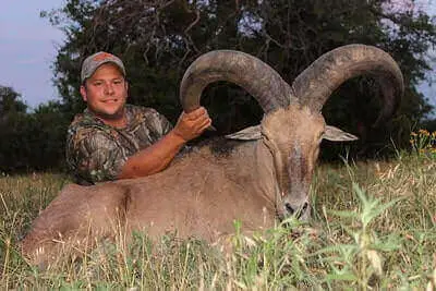 Barbary Sheep Hunting Tips