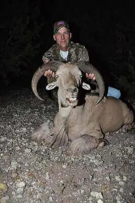 Tricks For Aoudad Hunt