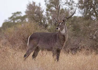 New Mexico Oryx Hunting Tricks