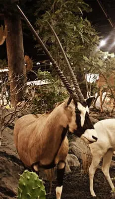 Oryx Hunting Tips