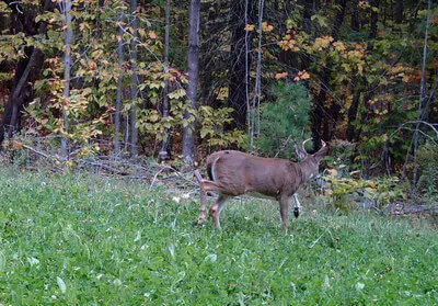 Deer Food Plot Hunting Ideas