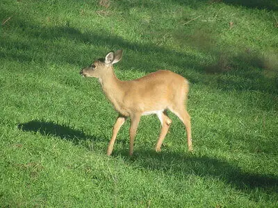 Deer Food Plot Hunting Tips