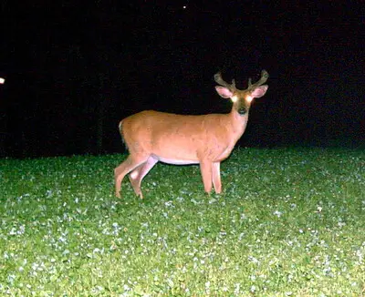 Deer Food Plot Hunting