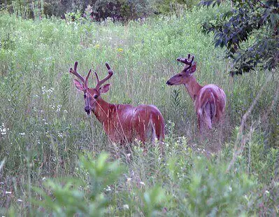 Hunting A Food Plot