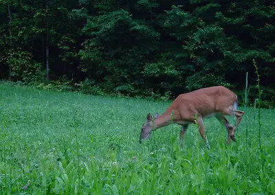 Ideas For Hunting Deer Food Plots