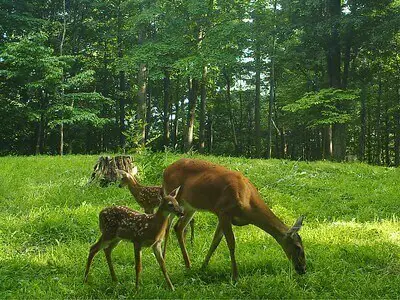 Tips For Hunting Deer Food Plots