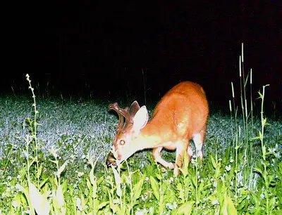 Tricks To Hunt Deer Food Plots