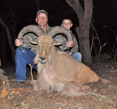 Ideas For Hunting Barbary Sheep