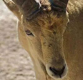 How To Hunt Aoudad
