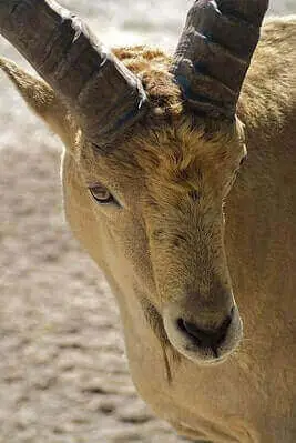 How To Hunt Aoudad