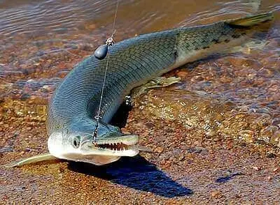 Ideas For Alligator Gar Fishing