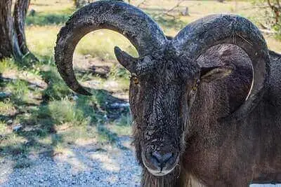 Barbary Sheep Hunting Ideas