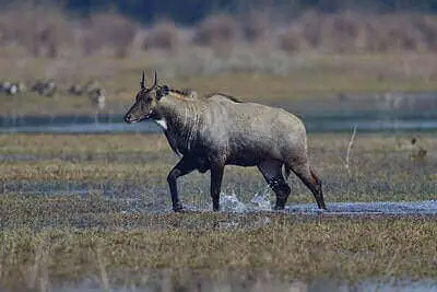 Nilgai Antelope Hunting Tips