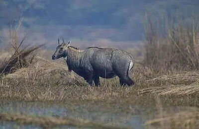 How To Hunt Nilgai Antelope