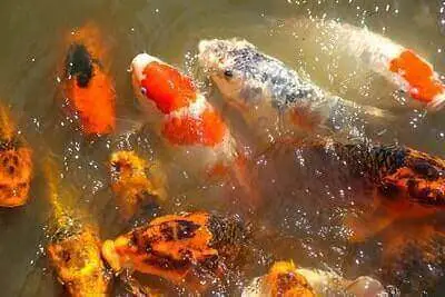 Tricks For Koi Fishing