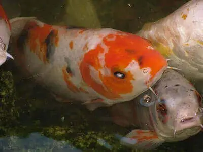 Tips For Koi Fishing