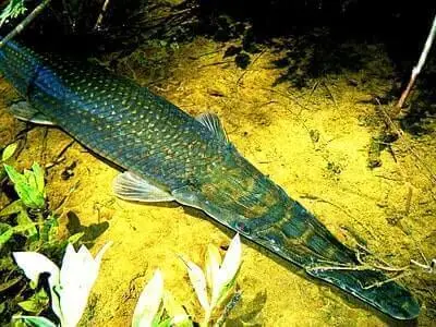 Tips For Alligator Gar Fishing
