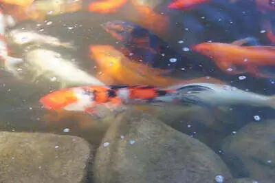 Koi Fishing Ideas