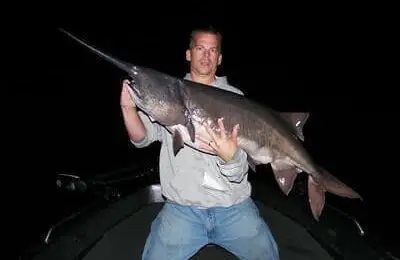 How To Catch Paddlefish