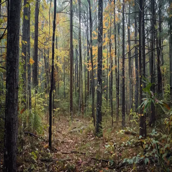 Dense Forest With Varying Types of Foliage