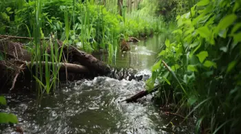 How to Attract Beavers